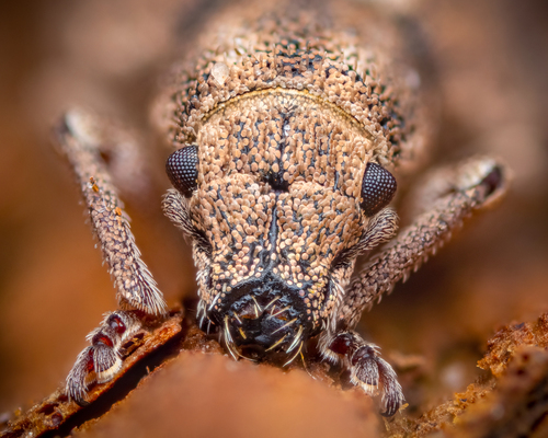 Nut Leaf Weevil, photo 2 of 10