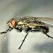 Black-tailed Flesh Fly - Photo (c) Agapakis Nikos, some rights reserved (CC BY-NC), uploaded by Agapakis Nikos