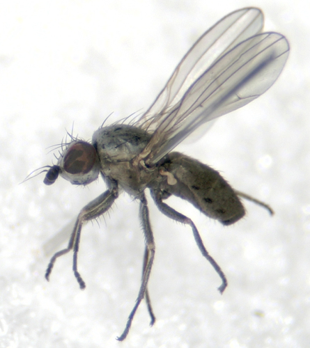 Chamaemyia geniculata