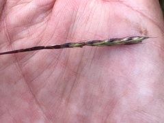 Microstegium vimineum