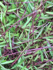 Microstegium vimineum