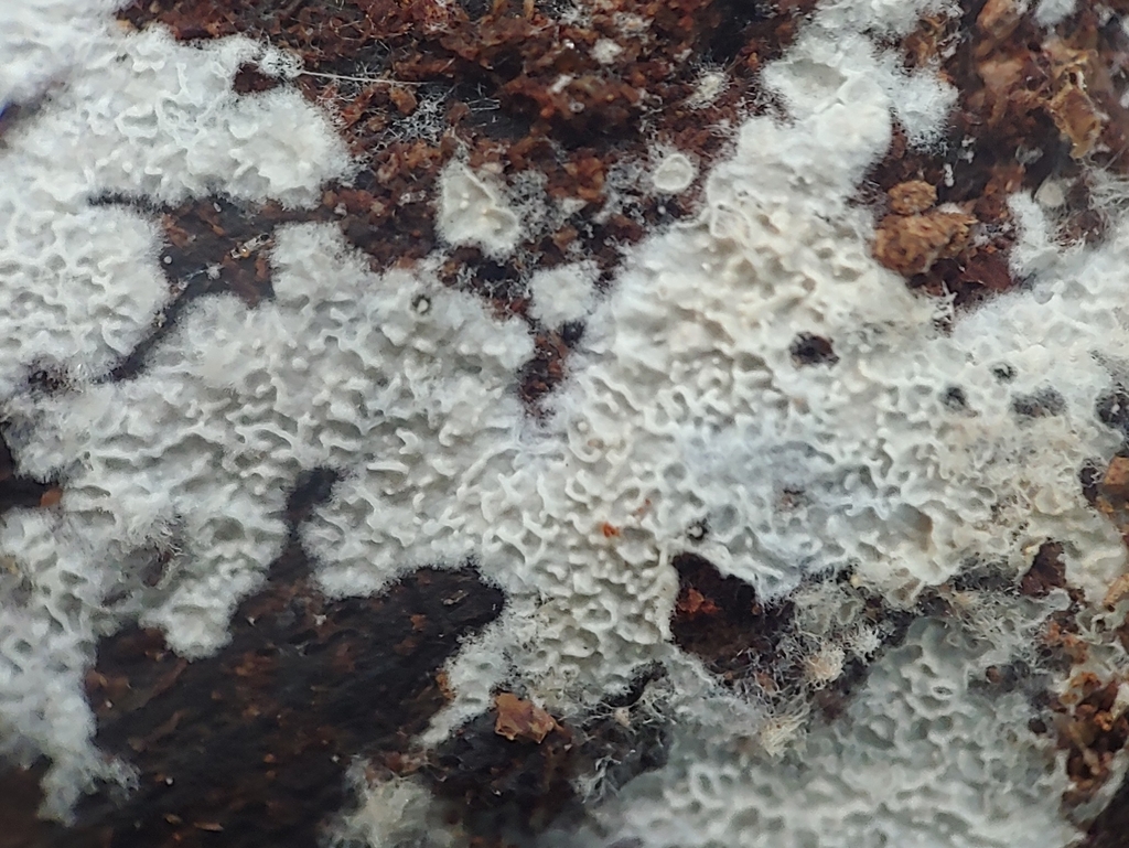 Hidden Webcrust