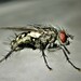 Boettcher's Flesh Fly - Photo (c) Agapakis Nikos, some rights reserved (CC BY-NC), uploaded by Agapakis Nikos