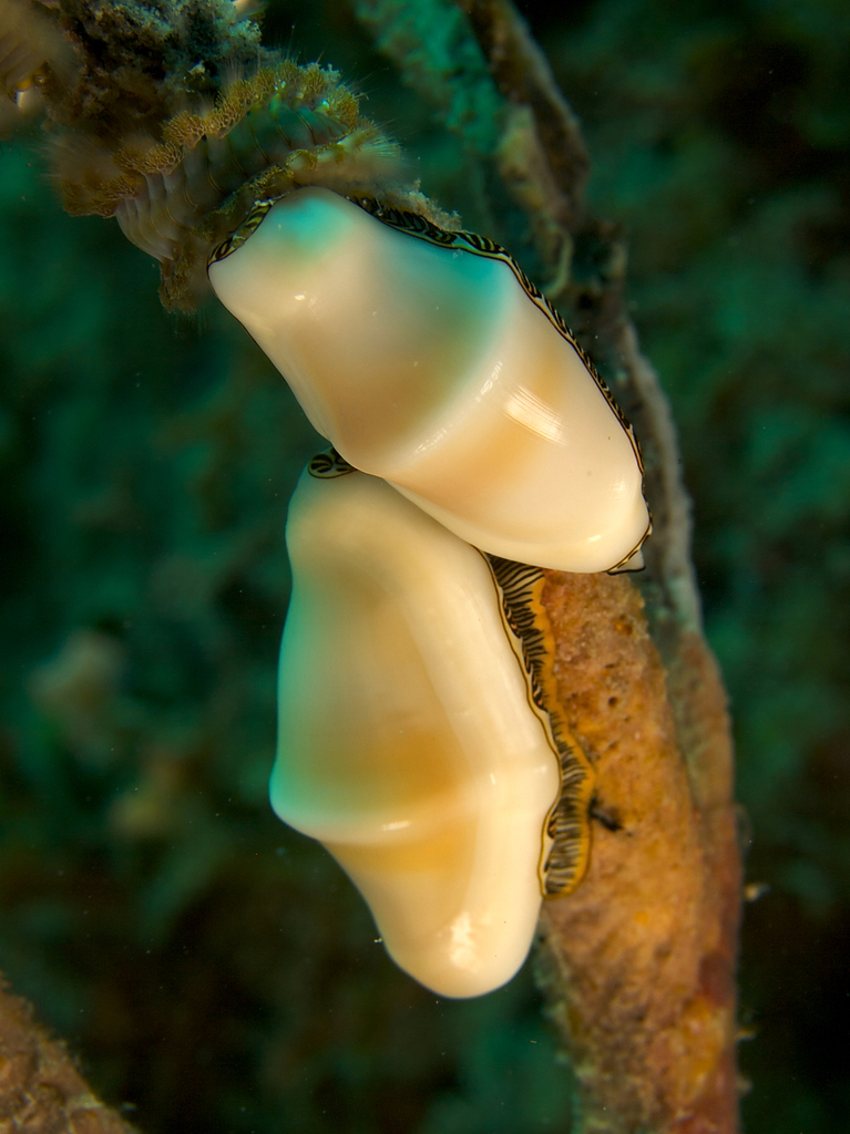 Fingerprint Cyphoma