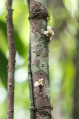 Carpotroche platyptera