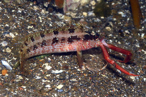Island kelpfish (Alloclinus holderi) — Labrisomidae — 2