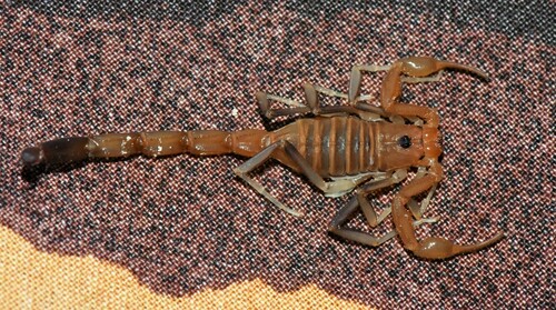 Teruelius olgae