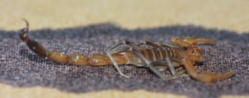 Teruelius olgae