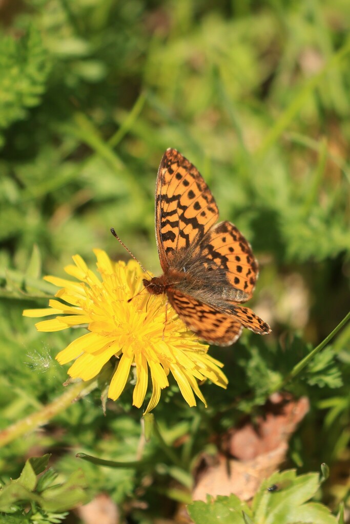 Frigga's Fritillary