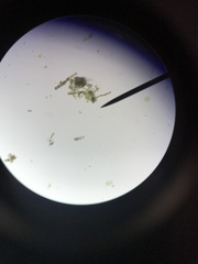 Charophyta