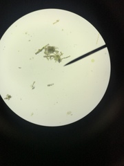 Charophyta