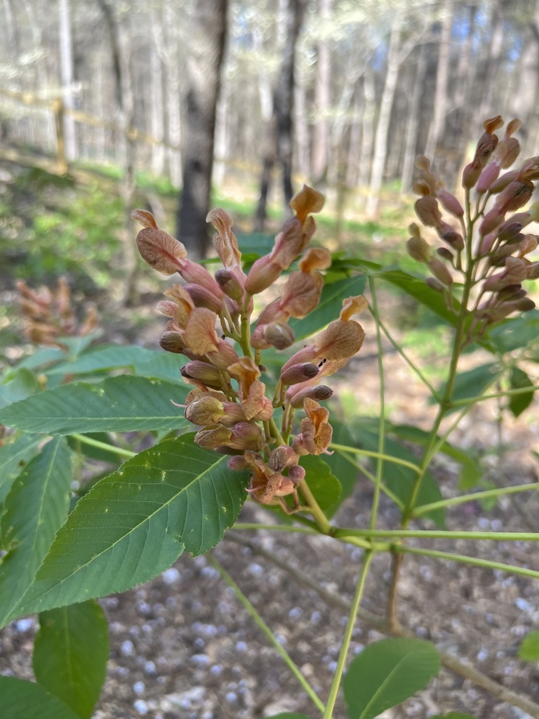 buckeyes and horsechestnuts from Timber Moon Ct, Lawrenceville, GA, US