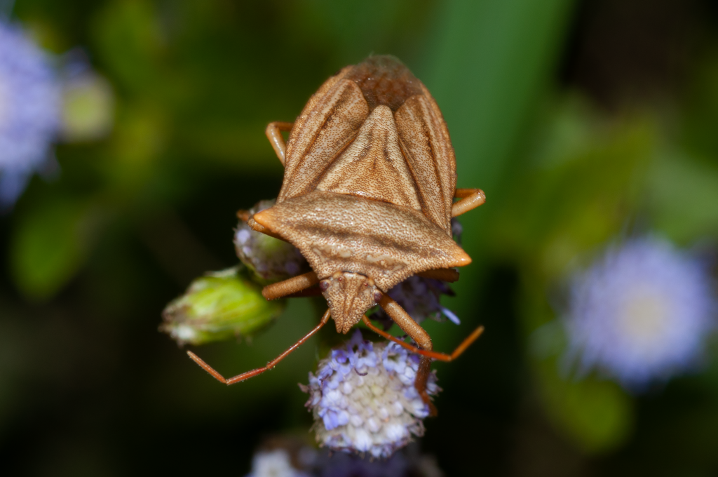 Belopis unicolor