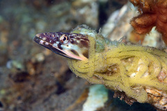 Orangethroat Pikeblenny photo 4