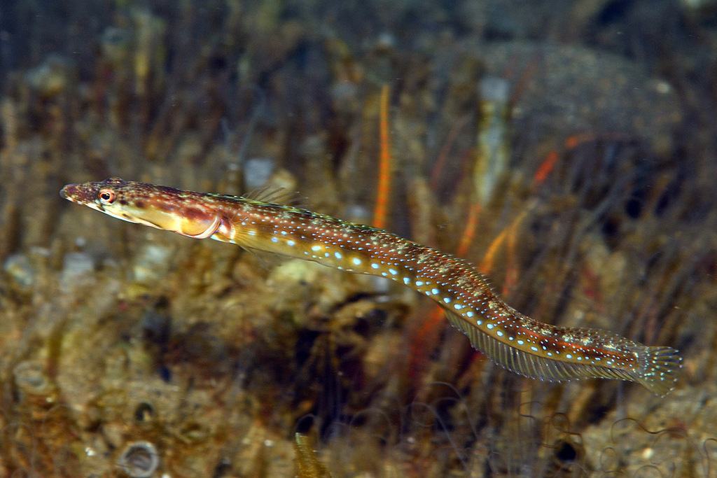 Orangethroat pikeblenny (Chaenopsis alepidota) — Chaenopsidae