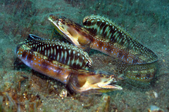 Orangethroat Pikeblenny photo 1