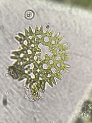 Pediastrum