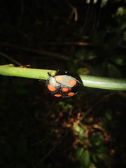 Brachystethus rubromaculatus