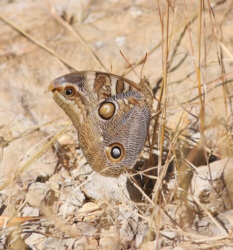Opsiphanes blythekitzmillerae