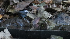 Myrmoborus leucophrys
