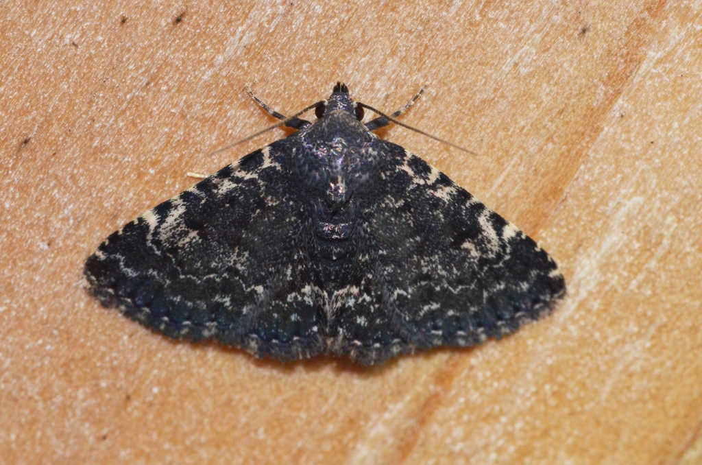 Black Fungus Moth