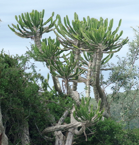 Euphorbia triangularis