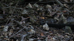 Hylophylax naevius