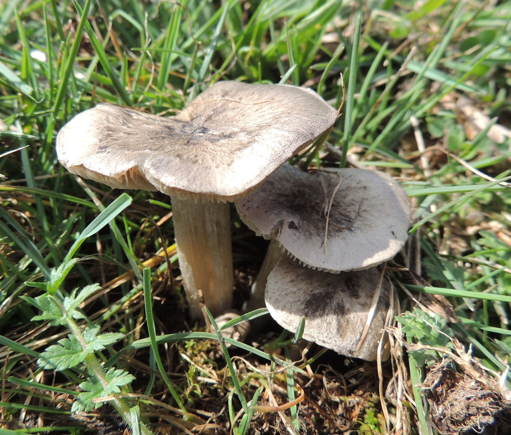 Erophila