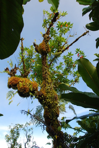 Elaeocarpus carolinensis observed 2009-09-16