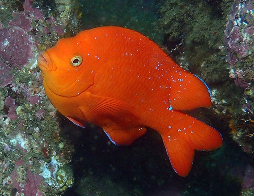 Garibaldi