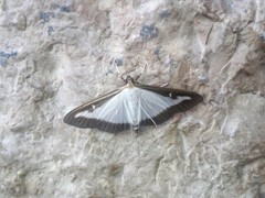 Cydalima perspectalis