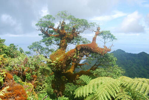 Elaeocarpus carolinensis observed 2009-09-10