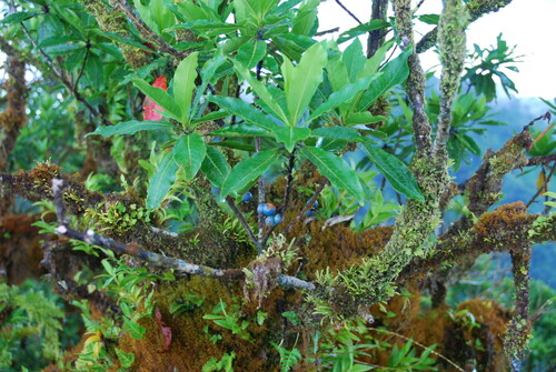 Elaeocarpus carolinensis