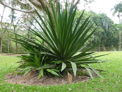 Furcraea tuberosa