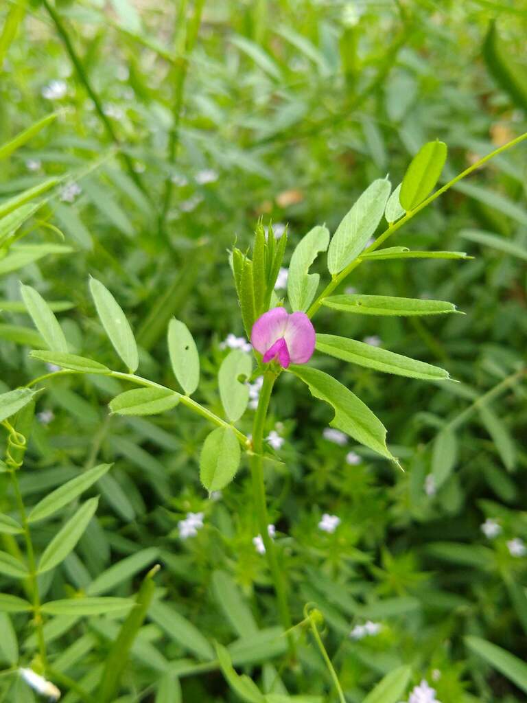 Common Vetch from University of Texas at Austin, Austin, TX, USA on ...