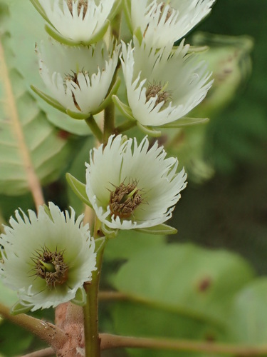 Elaeocarpus ulianus observed 2016-06-01