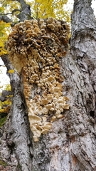 Cerrena zonata