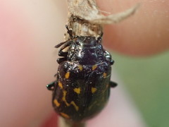 Chrysomela aeneicollis