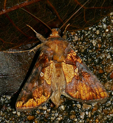 Argyrogramma verruca