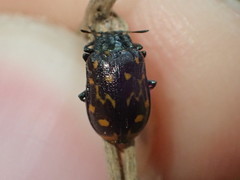 Chrysomela aeneicollis