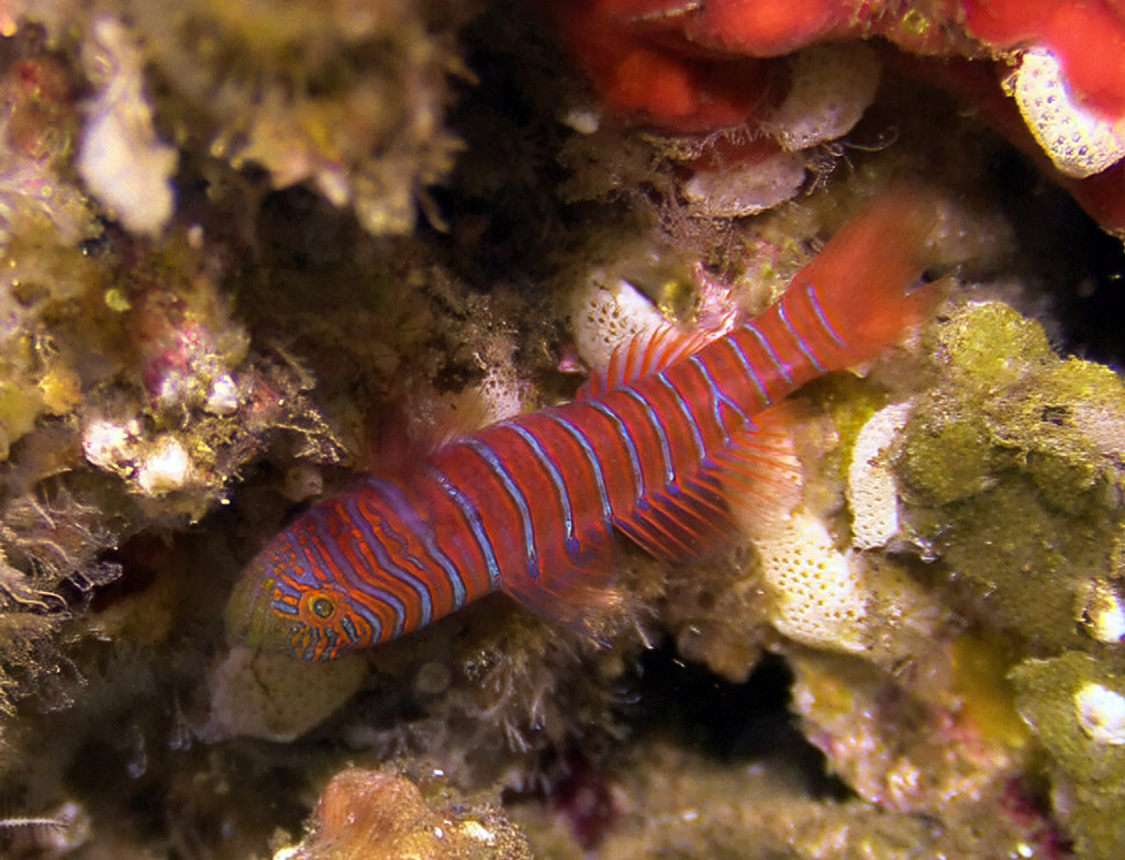 Zebra Goby