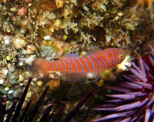 Zebra goby (Lythrypnus zebra) — Gobiidae — 4