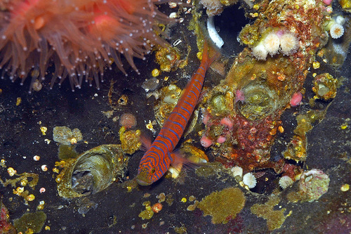 Zebra goby (Lythrypnus zebra) — Gobiidae — 2