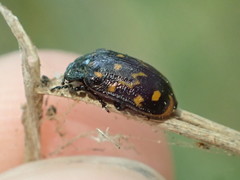 Chrysomela aeneicollis