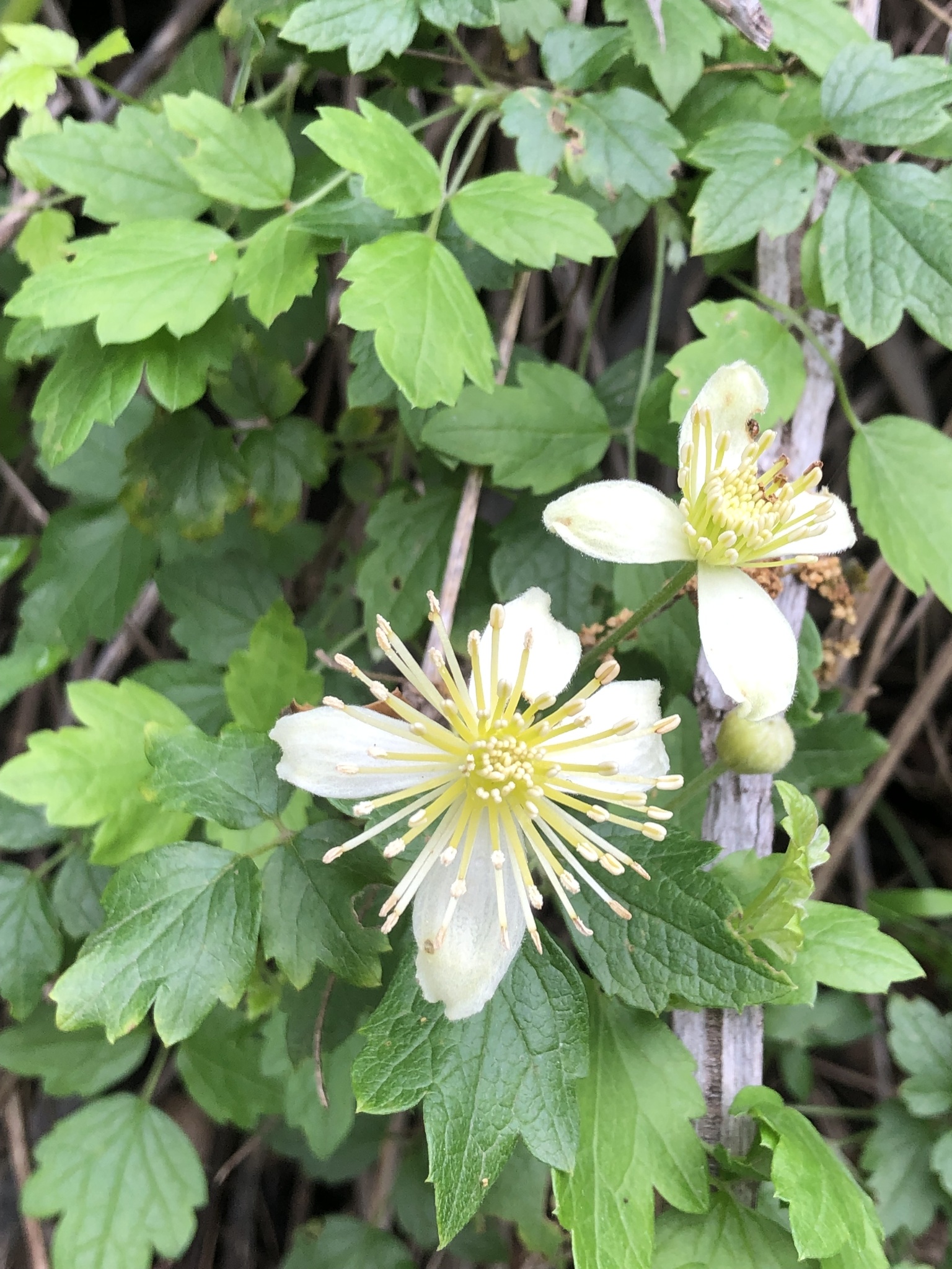 pipestem clematis