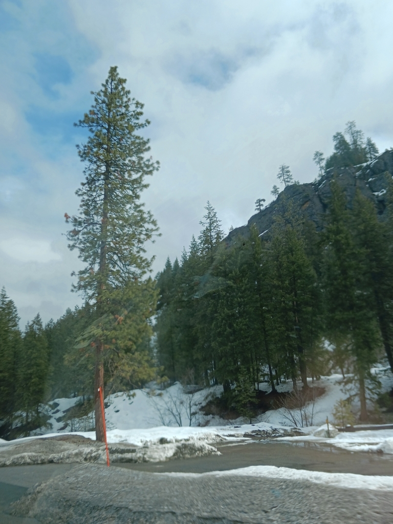 North Plateau Ponderosa Pine from Chelan County, USWA, US on March 13