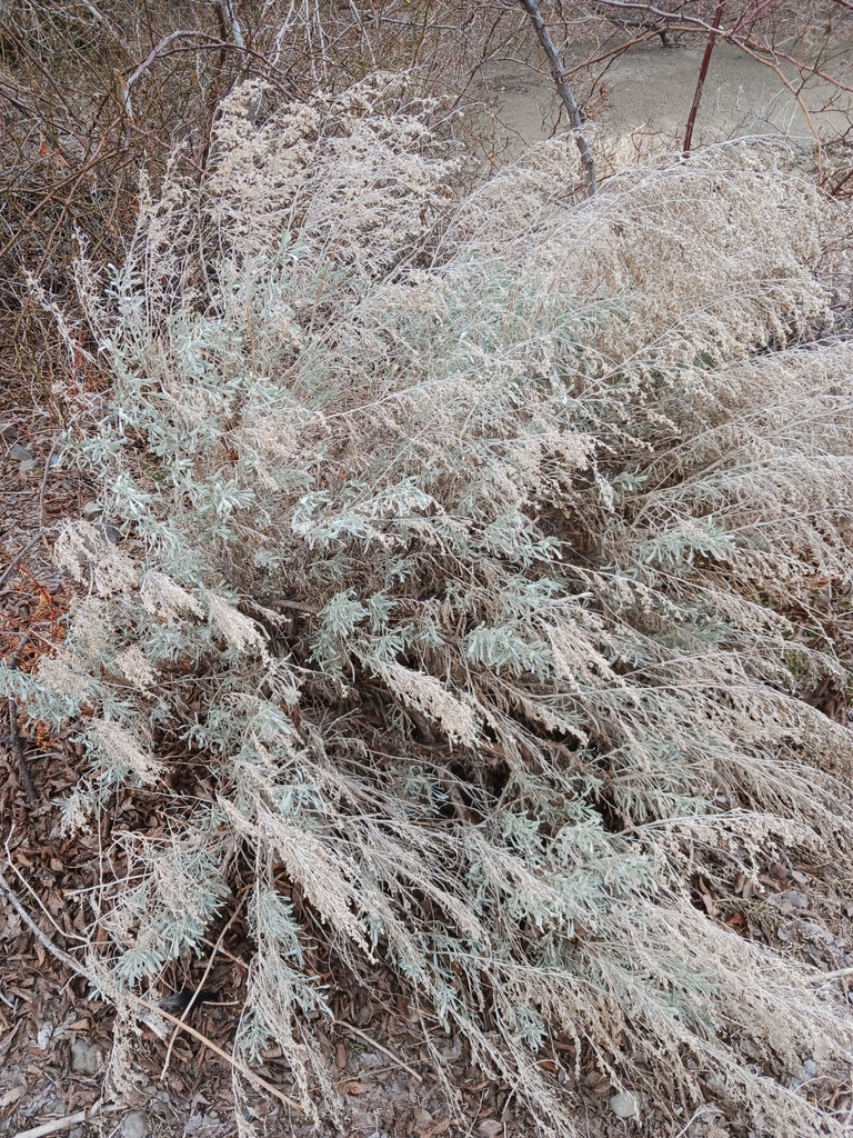 Big Sagebrush from Kittitas County, US-WA, US on March 13, 2023 at 02: ...