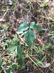 Toxicodendron radicans image