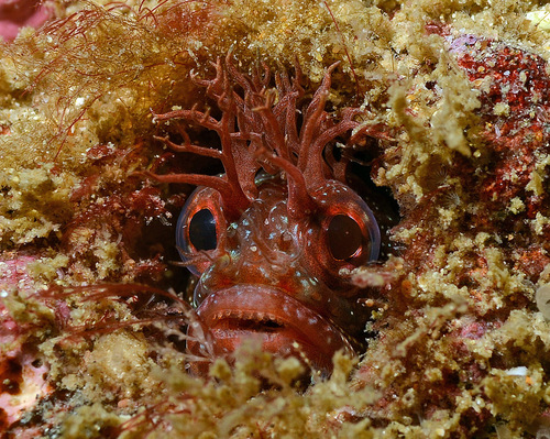 Geelvin-franjekop (Neoclinus stephensae) — Chaenopsidae — 4