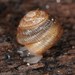 Pinecone Snails - Photo (c) Jason M Crockwell, some rights reserved (CC BY-NC-ND), uploaded by Jason M Crockwell